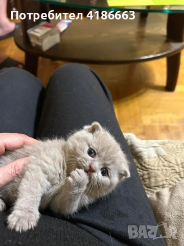 Британска късокосместа цвят люляк за разплод , снимка 17 - Британска късокосместа - 52412010