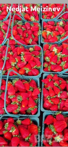 ЯГОДИ ПЛОД, снимка 6 - Домашни продукти - 54558810