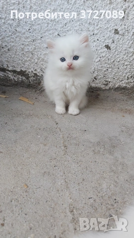 Ангорска котка