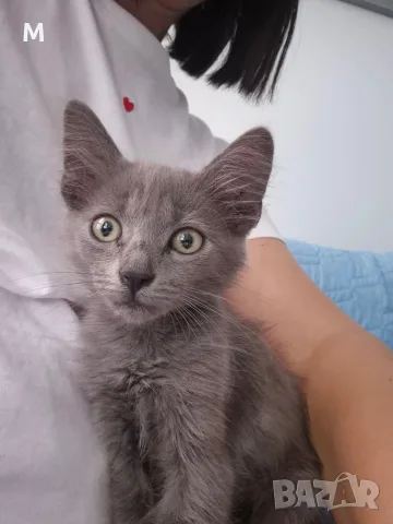 Коте - 2 месеца, снимка 10 - Руска синя котка - 55627241