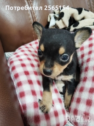 Пинчер момче