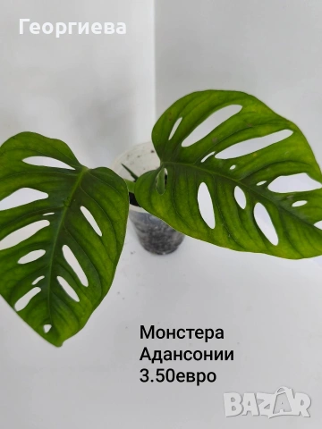 филодендрон 