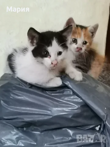 Котенца - Подарявам