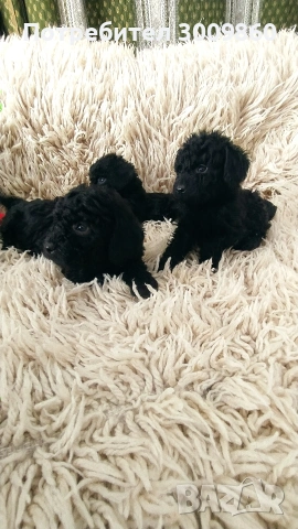 Той пудел , снимка 4 - Пудели - 53968650