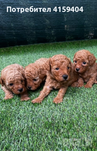 Той Пудел / Toy Poodle, снимка 2 - Пудели - 54672145