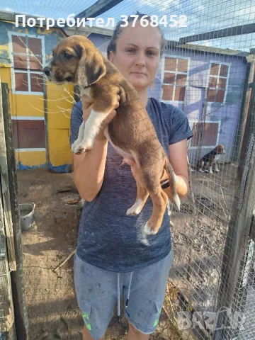 Продавам гончета, снимка 4 - Гонче - 55652542