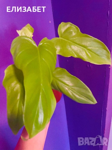 Fhilo