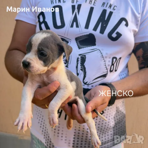 Сини питбулчета , снимка 4 - Питбул - 55629640