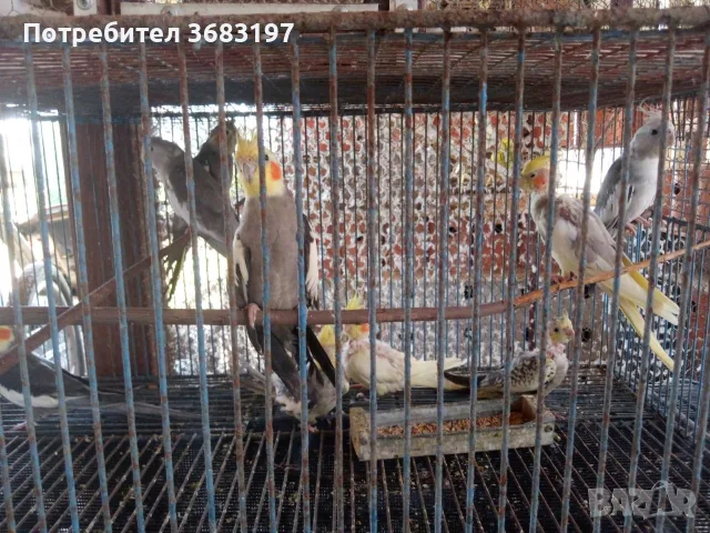 Кокошки и петли, снимка 6 - Кокошки и пуйки - 55540117