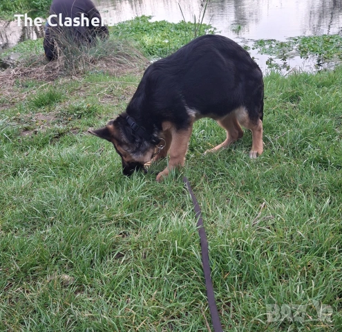 Чистокръвна немска овчарка, снимка 2 - Немска овчарка - 54178170