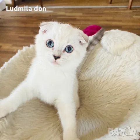 🐾 Продавам чистокръвни британски шиншила котенца 🐾  , снимка 4 - Британска късокосместа - 54784808