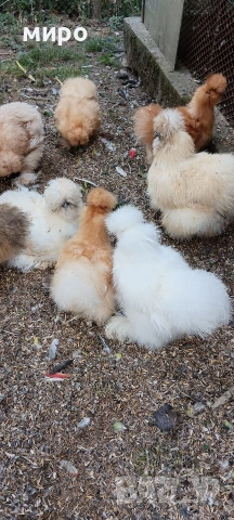 Петлета Копринки!, снимка 6 - Кокошки и пуйки - 54094743