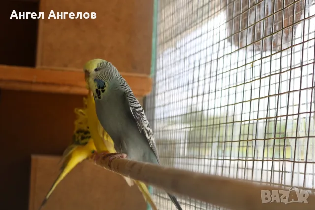 папагали изложените двойка, снимка 3 - Папагали - 55413827