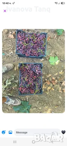 Грозде троя за вино и други напитки, снимка 2 - Домашни напитки - 55689892