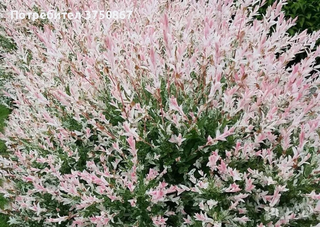 🌿🩷🌱 Японска пъстролистна върба - salix integra hakuro nishiki, снимка 3 - Градински цветя и растения - 54119208