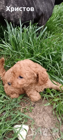 мини пудел бебета , снимка 4 - Пудели - 54294773