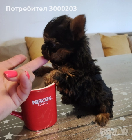 Йоркширски териер, снимка 2 - Йоркширски териер - 53973215