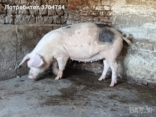 Продавам спрасна свиня , снимка 2 - Прасета - 55536756