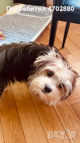 Йоркширски териер, снимка 3 - Йоркширски териер - 54093009