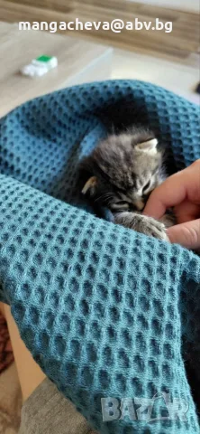 Подаряваме коте