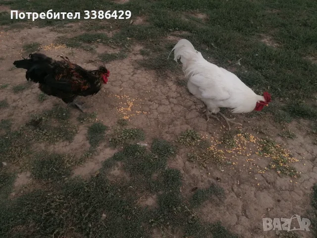 Неми и крякащи патици, петли, токачки. , снимка 6 - Патици и гъски - 54740867