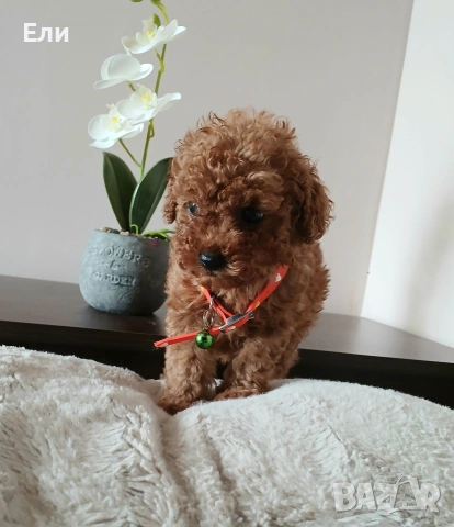 Той пудел момченца