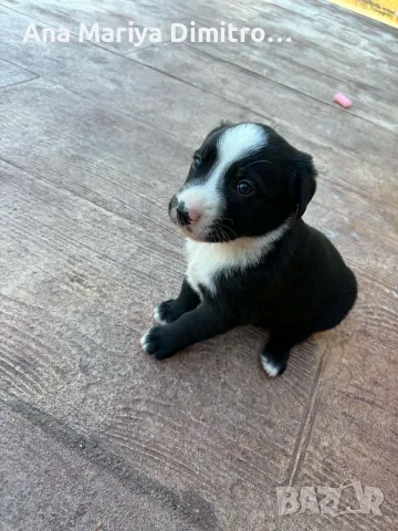 🐶 Подаряват се 6 прекрасни кученца.