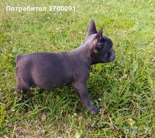 френски булдог син, снимка 6 - Френски булдог - 55112307