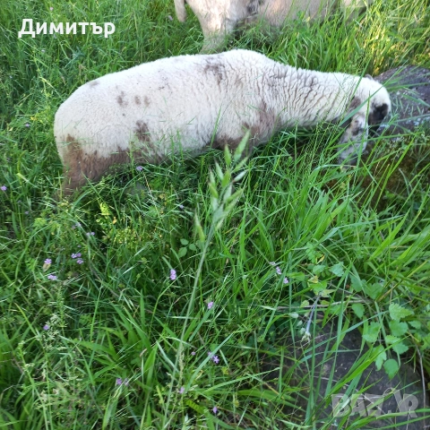 овен, овце,агне,кози,ярета, снимка 5 - Овце - 54721319