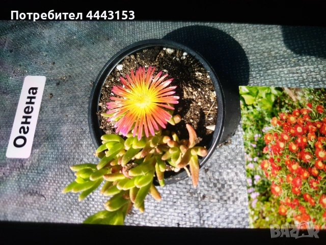Делосперма , снимка 6 - Разсади - 50497975
