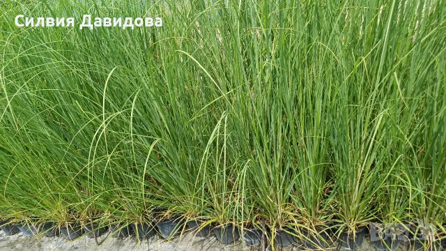 Кортадерия Пампаска трева , снимка 6 - Градински цветя и растения - 55578307