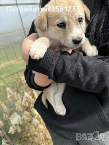 Подаряват се , снимка 10 - Други - 54173017