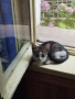 Подарявам котета , снимка 2