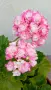 Сортово мушкато Pelargonium Appleblossom rosebud, снимка 3