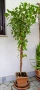 Фикус Бенджамин Microcarpa, височина 145-135см, снимка 3