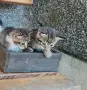 Котенца - Подарявам, снимка 12