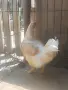 Кокошки снасящи, снимка 3