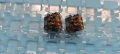 36 броя switches Gateron Silent Black Ink v2 превключватели 5-пинови RGB линейни със стабилизатори, снимка 6