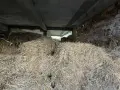 Бали люцерна реколта 2026 2 ри откос , снимка 3