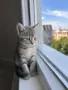 Шотландски клепоухи правоухи котета британски котки, снимка 6