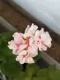 Сортово Мушкато 3 €/бр налични 3 сорта , снимка 6