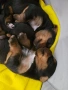 Мини Йорки, снимка 7