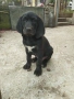 Продавам две мъжки кученца порода Плотхаунд , снимка 1