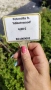 Потентила, Potentilla fruticosa 'Abbotswood', студоустойчива и многогодишна, снимка 6
