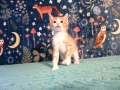 Коте за осиновяване, снимка 3