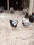 Сребърно кантиран виндот, снимка 2