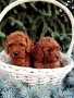 Той Пудел Poodle toi , снимка 5