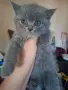Шотландски котенца , снимка 10
