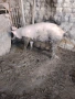 Прасе, снимка 2