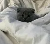 Шотландски клепоухи и британски късокосмести бебета котенца , снимка 2